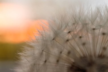 Karahindiba ve günbatımı. Makro fotoğraf. Bitkinin ayrıntıları.