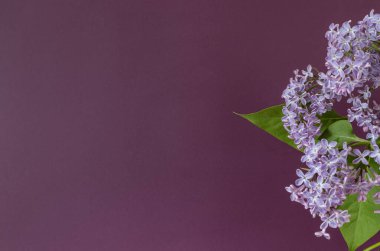 Mor arka planda çiçek açan leylak çiçekleri. Mor leylak dalları.