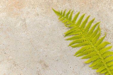 Eğrelti otu. Yeşil eğreltiotu ile gri beton duvar dokusu.