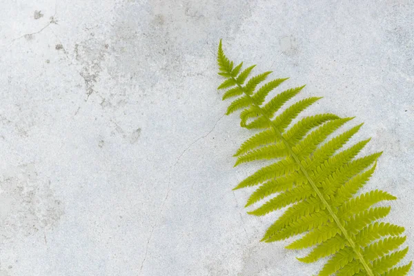 Fern Leaf Gray Concrete Wall Texture Background Green Fern — Stock Photo, Image