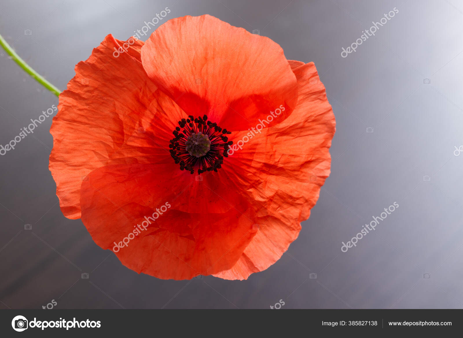 Bunga Poppy Merah Dengan Latar Belakang Cerah Stok Foto C Maurus 385827138