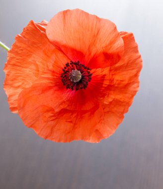 Parlak arkaplanda kırmızı haşhaş çiçeği.