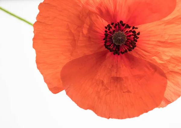 Fleur Pavot Rouge Vif Isolée Sur Fond Blanc — Photo