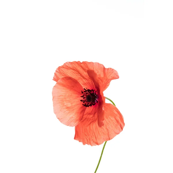 白色背景下孤立的鲜红色罂粟花 — 图库照片
