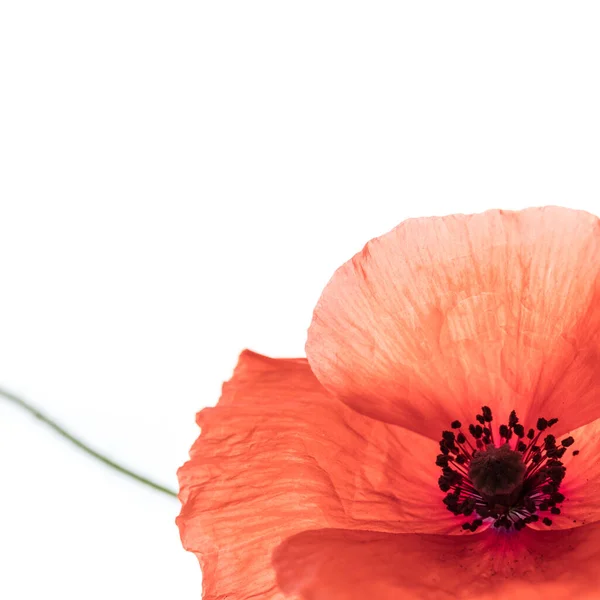 Fleur Pavot Rouge Vif Isolée Sur Fond Blanc — Photo