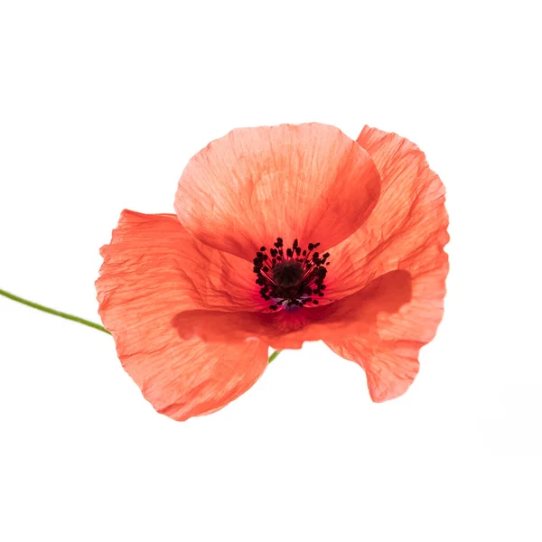 Heldere Rode Papaver Bloem Geïsoleerd Witte Achtergrond — Stockfoto