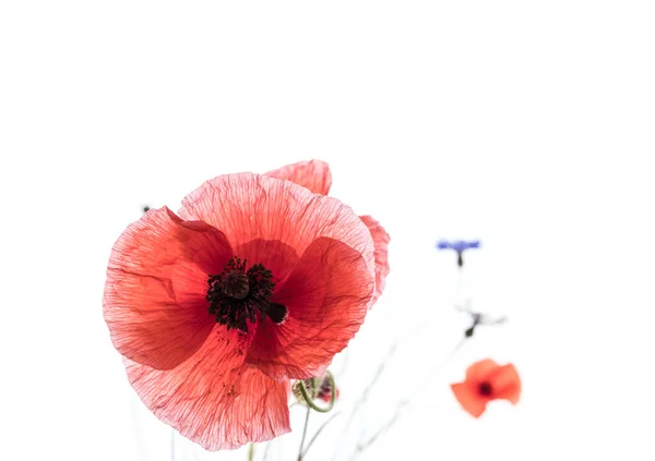 Red Poppy Flowers Cornflowers Isolated White Background Macro Shot Meadow — Stock Photo, Image