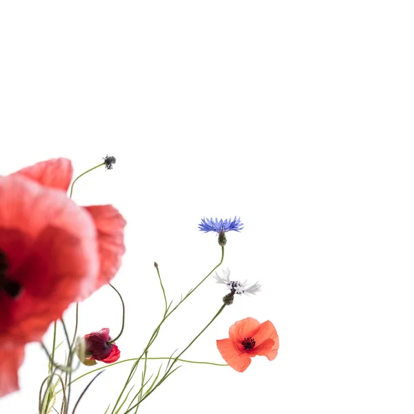 양귀비 옥수수꽃은 배경에 매크로 — 스톡 사진