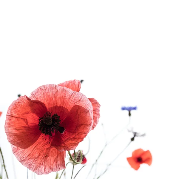 Flores Papoula Vermelhas Flores Milho Isoladas Fundo Branco Macro Shot — Fotografia de Stock