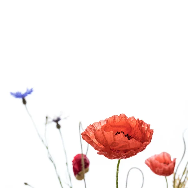 Fleurs Pavot Rouge Bleuets Isolés Sur Fond Blanc Macro Shot — Photo