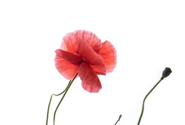 Beyaz arkaplanda izole edilmiş parlak kırmızı gelincik çiçekleri.