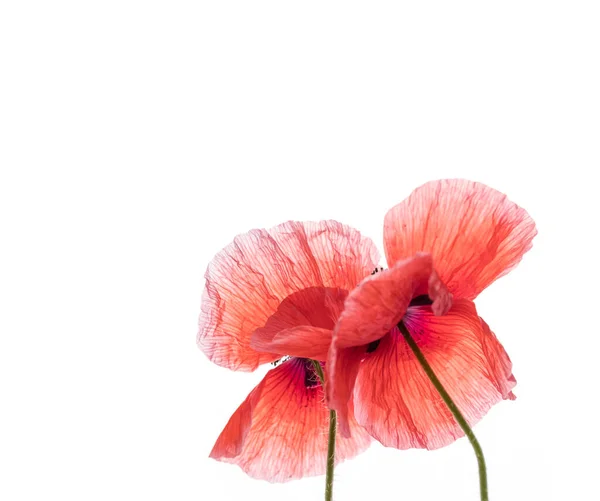 Heldere Rode Papaver Bloemen Geïsoleerd Witte Achtergrond — Stockfoto