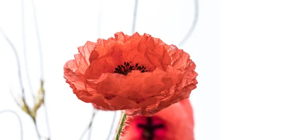 Rote Mohnblüten Isoliert Auf Weißem Hintergrund Makroschuss Wiese — Stockfoto