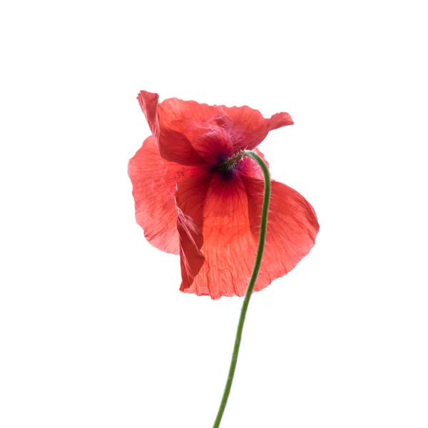 Fleur Pavot Rouge Vif Isolée Sur Fond Blanc — Photo
