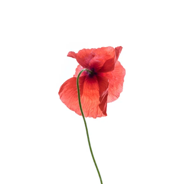 Flor Papoula Vermelho Brilhante Isolado Fundo Branco — Fotografia de Stock