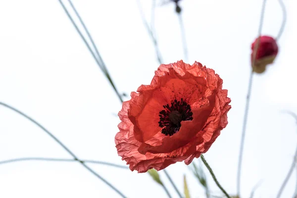 Rote Mohnblüten Isoliert Auf Weißem Hintergrund Makroschuss Wiese — Stockfoto