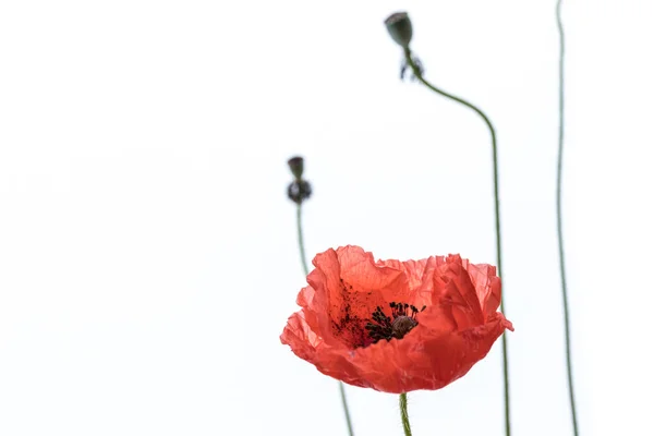 Rode Papaver Bloemen Geïsoleerd Witte Achtergrond Macro Heeft Geschoten Grasland — Stockfoto