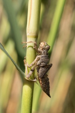 Yusufçuk larvası derisi. Sazlıkta yusufçuk larvası derisi. Makro çekim.