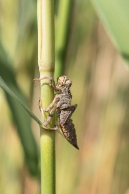 Yusufçuk larvası derisi. Sazlıkta yusufçuk larvası derisi. Makro çekim.