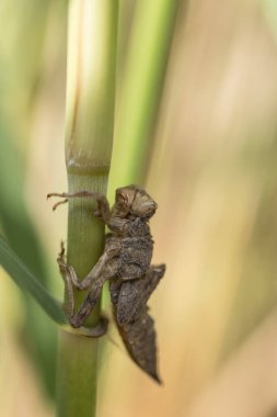 Yusufçuk larvası derisi. Sazlıkta yusufçuk larvası derisi. Makro çekim.