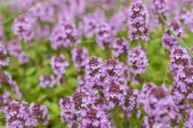Kekik. Şifalı bitki ve baharat. Doğada yetişiyor. Darphane ailesinin az yetişen aromatik bitkisi. Küçük yapraklar aşçılık bitkisi olarak kullanılır ve bitki tıbbi yağ üretir. İlaç fabrikası..