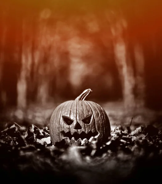 Halloween Pompoen Laat Bos Hoog Contrast Kleur — Stockfoto