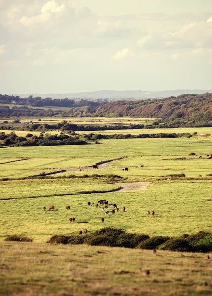 暖かいフィルターが付いている牛の群れと美しい田舎 ストックフォト