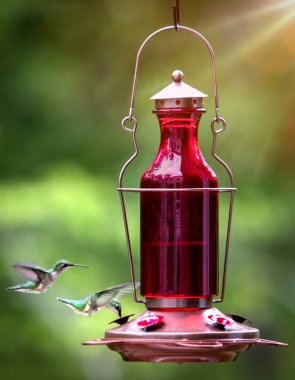 Female ruby-throated hummingbirds drinking nectar from a feeder clipart