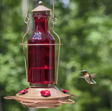 Ruby-throated hummingbird  clipart