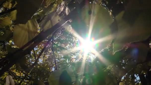 Μια αχτίδα του ήλιου που σπάει μέσα από τα φύλλα — Αρχείο Βίντεο