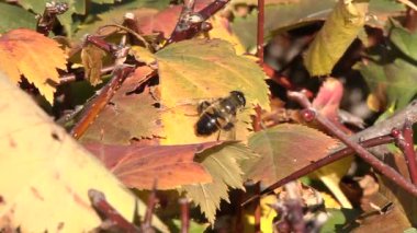 Sonbahar üzerinde oturan böcek bırakır