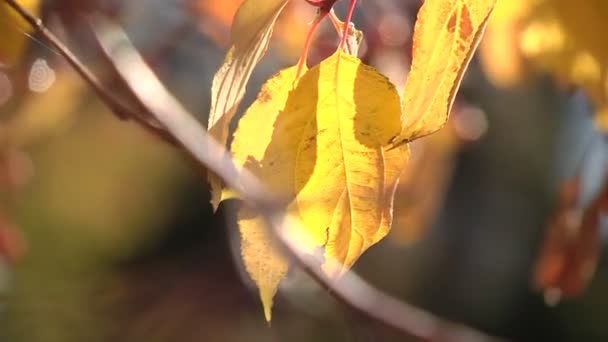Ramita con bayas en el árbol de otoño — Vídeos de Stock