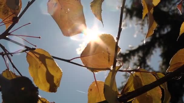 Ein Sonnenstrahl bricht durch die Blätter — Stockvideo
