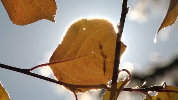 Um raio de sol rompe as folhas — Vídeo de Stock