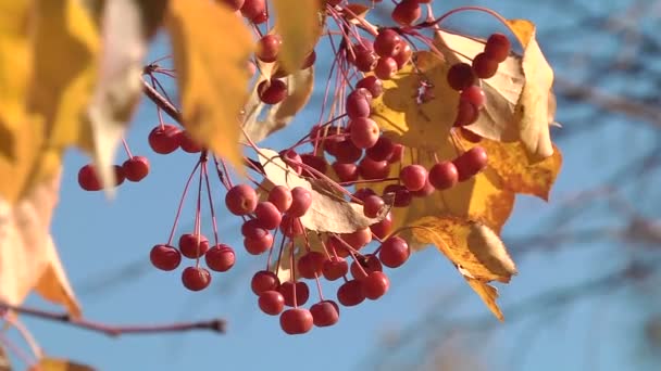 Близнюк з ягодами на осінній ялинці — стокове відео