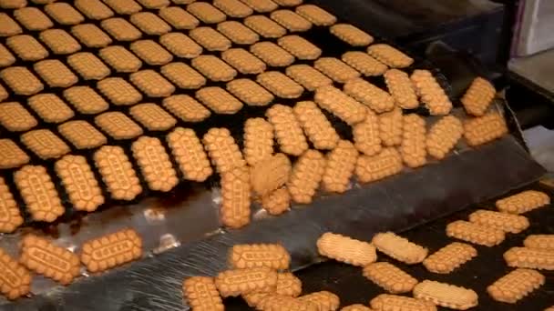 Afgewerkte cookies die op de transportband — Stockvideo