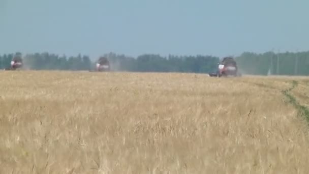 Kombinera skördare skördar korn — Stockvideo