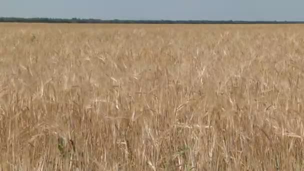 Orejas maduras de cebada balanceándose en el viento — Vídeos de Stock