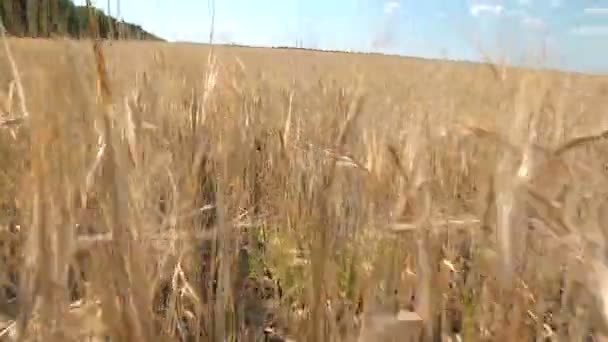大麦的成熟耳朵在风中摇曳 — 图库视频影像