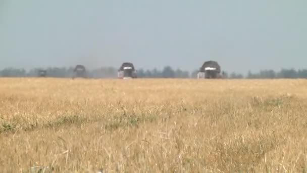 Plusieurs cueilleurs récoltent l'orge — Video