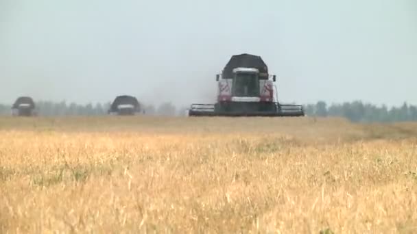 Several harvesters harvest barley — Stock Video
