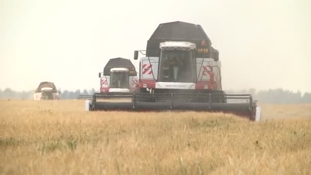 Plusieurs cueilleurs récoltent l'orge 