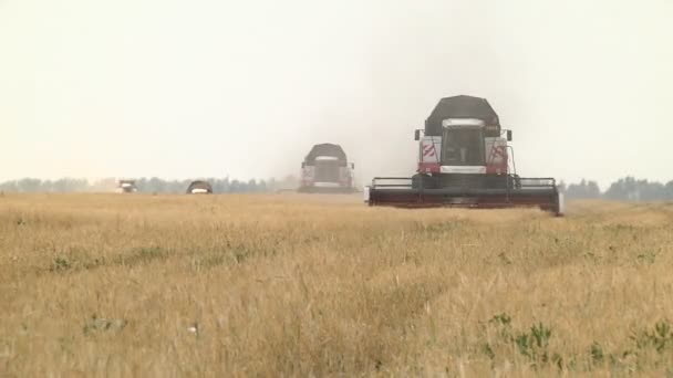 Plusieurs cueilleurs récoltent l'orge — Video