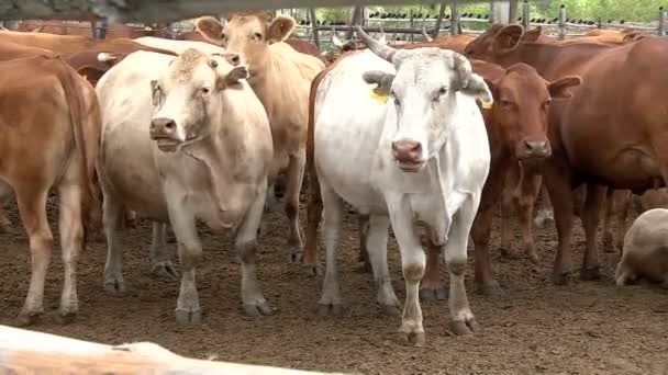 Una manada de vacas masticando comida en el pasto — Vídeos de Stock