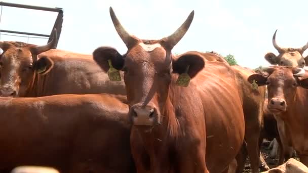 Una manada de vacas masticando comida en el pasto — Vídeo de stock