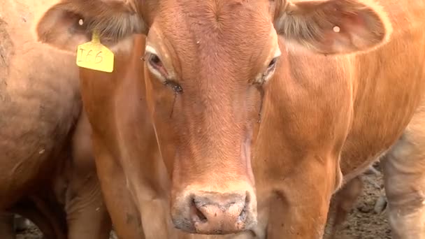 Eine Herde Kühe, die auf der Weide Futter kaut — Stockvideo