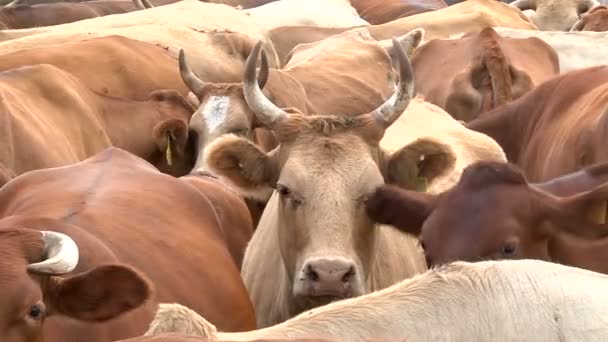 Eine Herde Kühe, die auf der Weide Futter kaut — Stockvideo