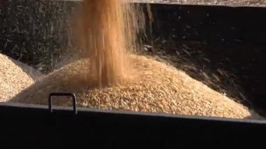 Kamyonda hasat Mısır tahıl hasat toplu