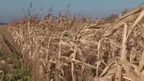 Balanceo tallos de maíz en el viento — Vídeos de Stock