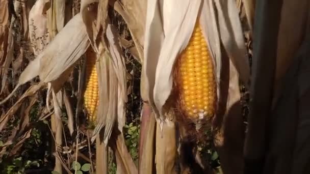 Mazorca de maíz madura en el campo — Vídeo de stock